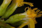 Ouachita Mountain goldenrod